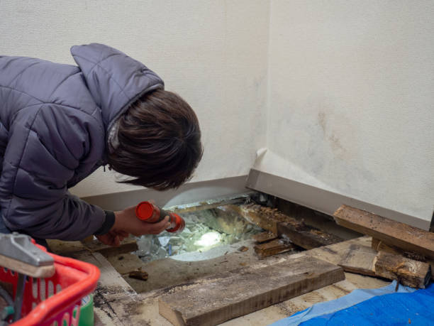 Best Basement Mold Removal  in Coral Terrace, FL