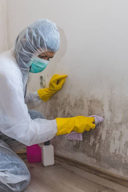  Coral Terrace, FL Mold Removal Pros